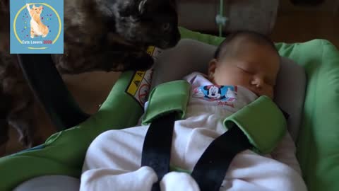 Baby and Cats Playing Together _ Cute Kittens and Babies Playing 2022