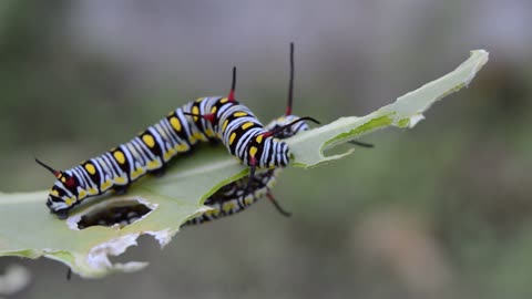 HD predatory caterpillar is very beautiful