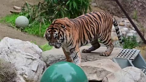 ROAR! CJ, the Sumatran Tiger, Faces Off Against the Boomer Ball