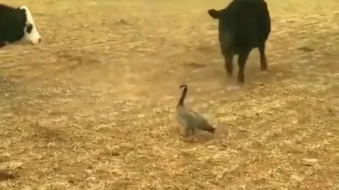 Goose Vs. Bull