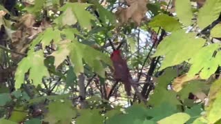 Fall season Cardinals James Gardens Toronto