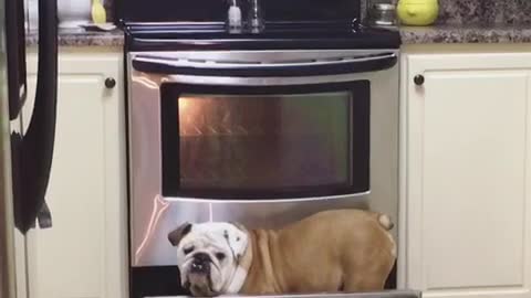 Gerald the Bulldog caught searching for food. Again