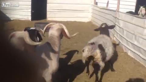 Goats sees baby lamb for the first time