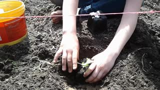 Planting Lettuce