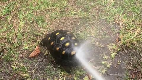 Abella the Colombian Redfoot Tortoise Dances From Hose Spray