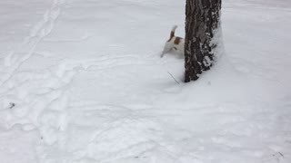 Perro está en el paraíso perruno ante una intensa nevada