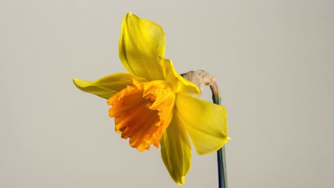 Beautiful Daffodil flower