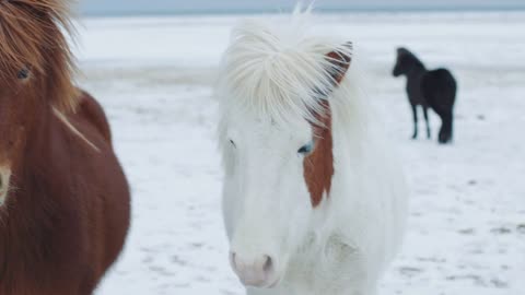 Beautiful fluffy icelandic horses