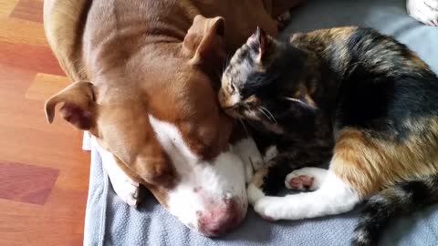 Cat grooming Pitbull