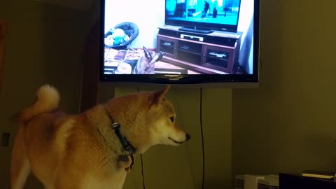 Shiba Inu howling with German Shepherd howling with wolves from Zootopia (Frozen for dogs)
