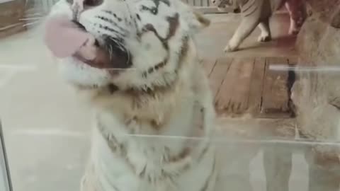 Best Funny Animal Videos of the year (2024), funniest animals ever. Relax with cute animals video