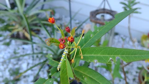 Rescue of monarchs ❤️