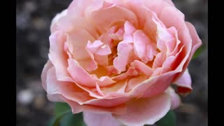 Beautiful Roses 2021 Garden