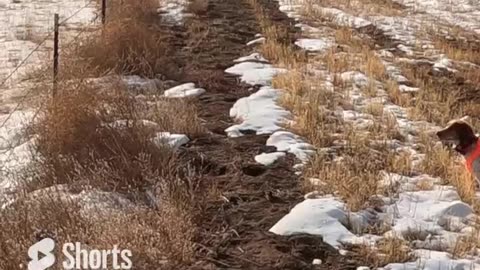 Colorado Pheasant Hunt in the Snow