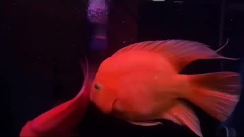 Fish aquarium