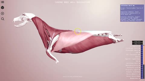 Canine body wall musculature preview - 3D Veterinary Anatomy, IVALA