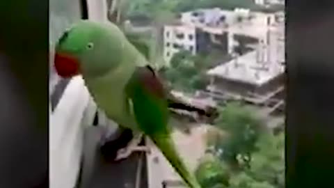 Parrot talking Mummy
