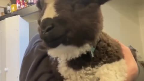 This happy little sheep will make you smile!