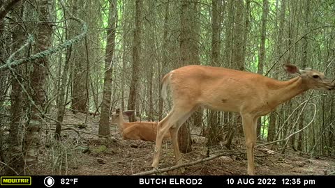 Deer licking stick