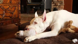 Adorable Great Dane sucking on her teddy bear