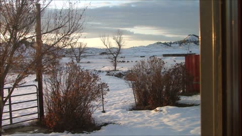 Elk From Kitchen Window - Sudden Snow Brings Herd Down Into Open