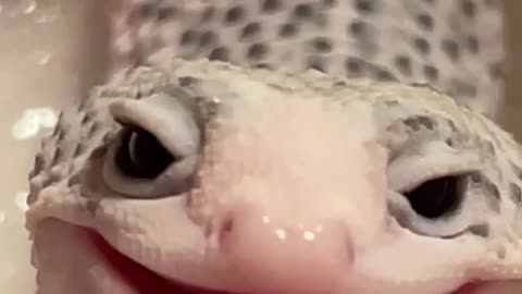 How happy little leopard gecko