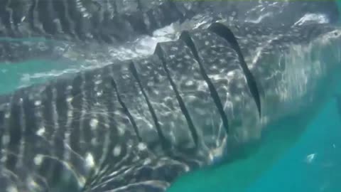 Swimming with whale sharks