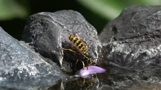 My best wasp macro so far