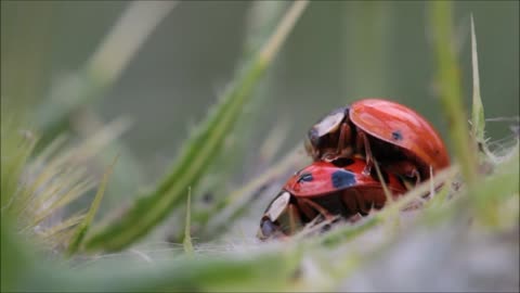 A red ladybugs