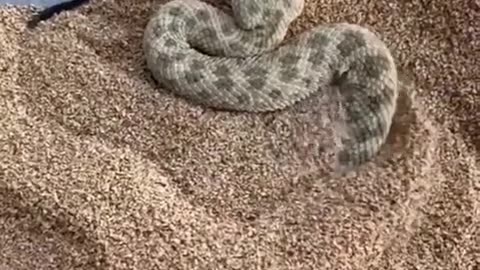 Amazing snake pop today