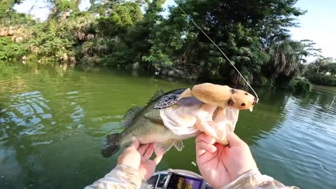 Fishing w/ a BEAVER for GIANT Bass (IT WORKED)