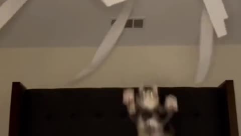Cat Leaping For Toilet Paper On Ceiling Fan