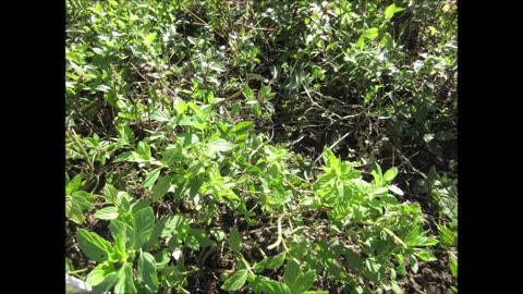 Refreshingly Aromatic Leaves Mentha spp Sept 2022