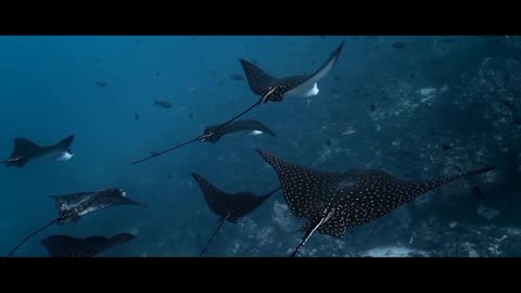 # Diving Galapagos islands - Ecuador Under water | 4k video # Blue paradise