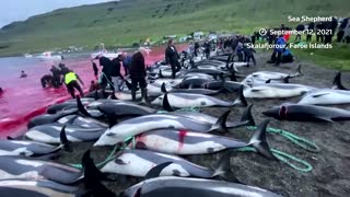 Over 1,400 dolphins killed in Faroe Islands hunt