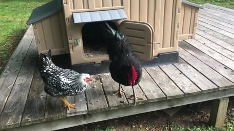 How to Train an Ornery Rooster