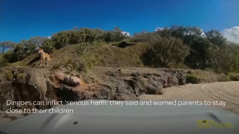 Australian Dingo bites sunbathing tourists in Queensland