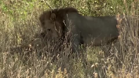 Three Adult Lions Fight | Four Young Lions