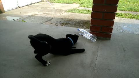 Curious Puppy Plays With Empty Plastic Bottle With Stones Inside It