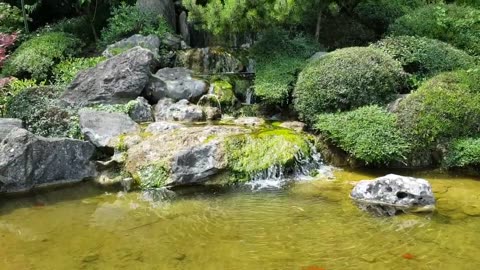 Koi Fish, Rome garden