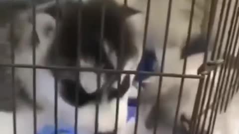 A beautiful husky puppy trying to get out of the cage while watching his mom and siblings, so funny