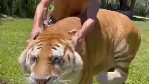 TICKLING AND PLAYING WITH THE TIGER