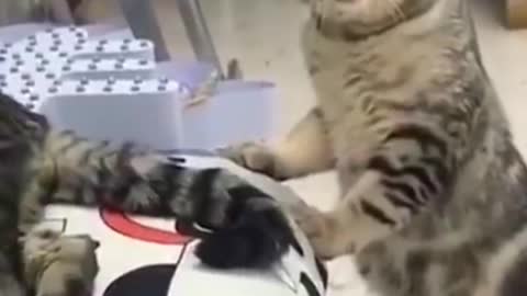 Angry cat shouting on another cat