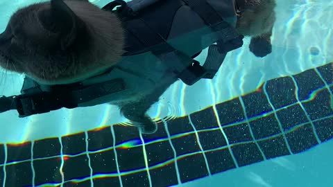 Sharkitty Enjoys Relaxing in Pool