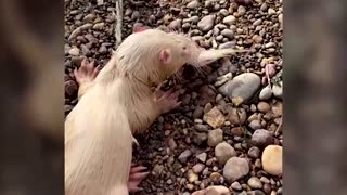 Meet Jenny, the rare albino otter found in Iraq