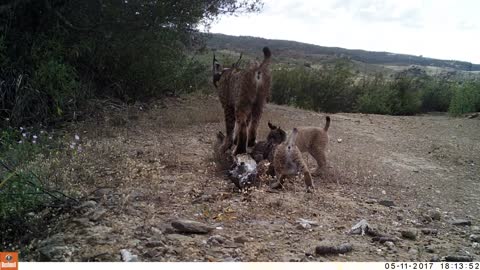 Mother Lynx with Kittens