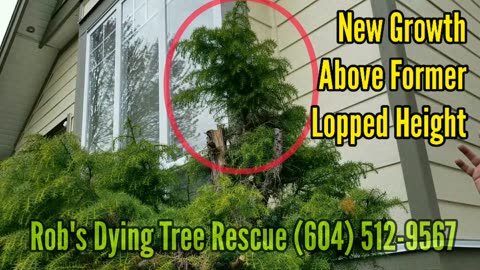 Surrey BC Dying Tree Rescue - Client Review (604) 512-9567