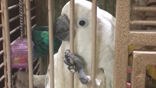 Jealous Cockatoo Interrupts Owner’s Conversation On Purpose