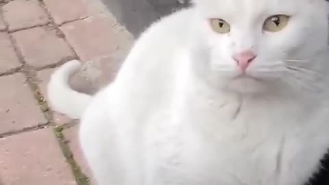 Angry White Cat Attacks my Camera and Slaps it