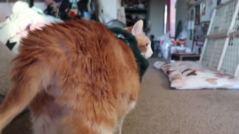 Meowing cat won't turn around